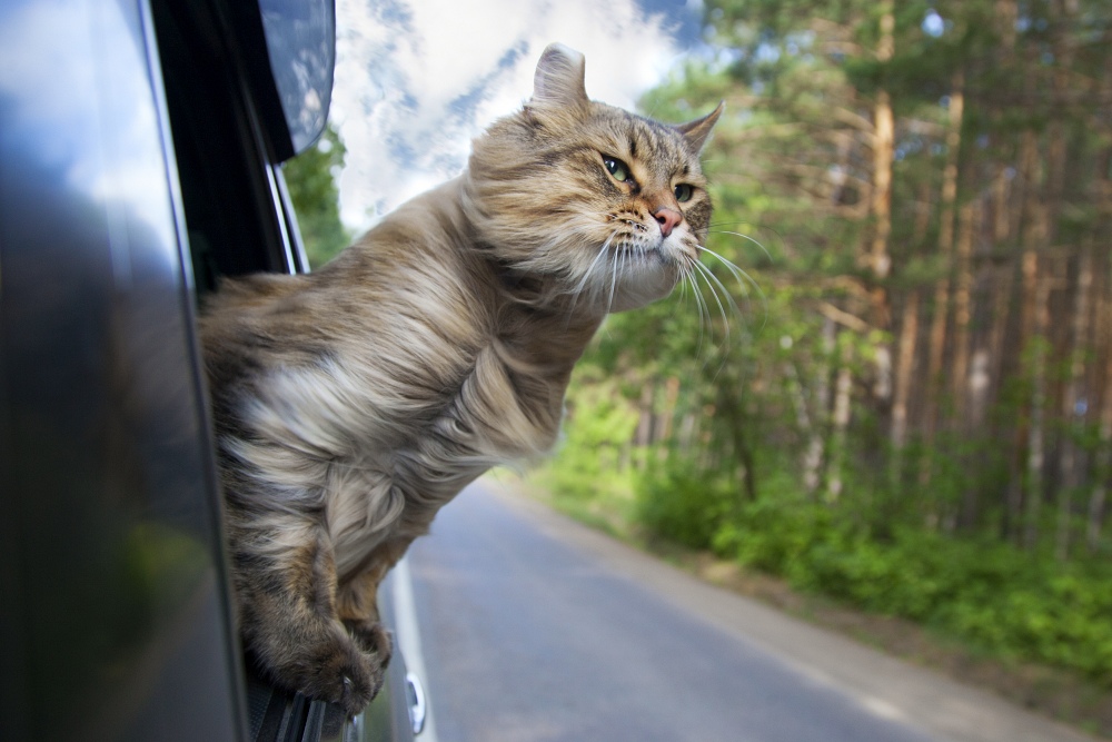 Podróżowanie z kotem – jak zaplanować wyjazd z kotem?